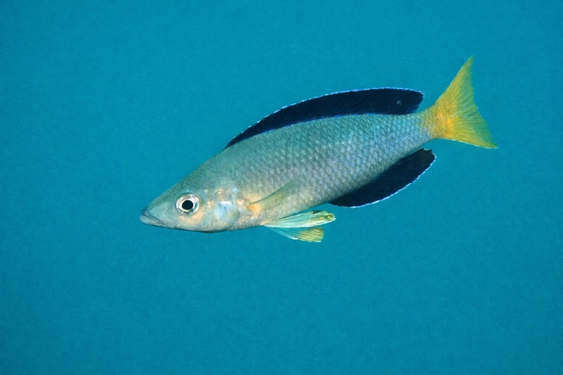Cyprichromis sp. 'leptosoma jumbo' Bondola Bay